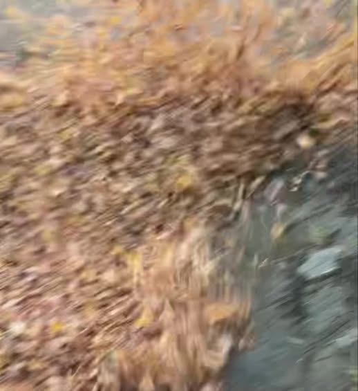Autumn leaves in the original OneBluePlanet fall-cleanup video preview